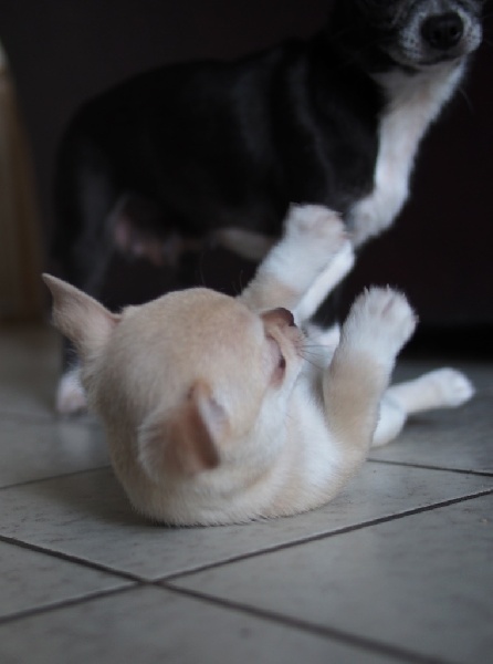 Publication : de la divine symphonie Auteur : Yulia Ataniyazova