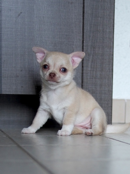 Publication : de la divine symphonie Auteur : Yulia Ataniyazova