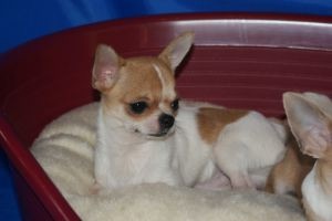 Publication : de la divine symphonie