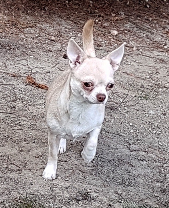 Publication : de la divine symphonie Auteur : Yulia Ataniyazova