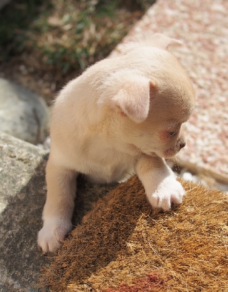 Publication : de la divine symphonie Auteur : Yulia Ataniyazova