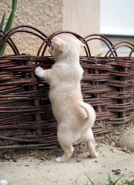 Publication : de la divine symphonie Auteur : Yulia Ataniyazova