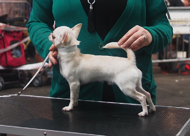 magic show Snow typhoon - 1-er Très prometteur Classe Puppy