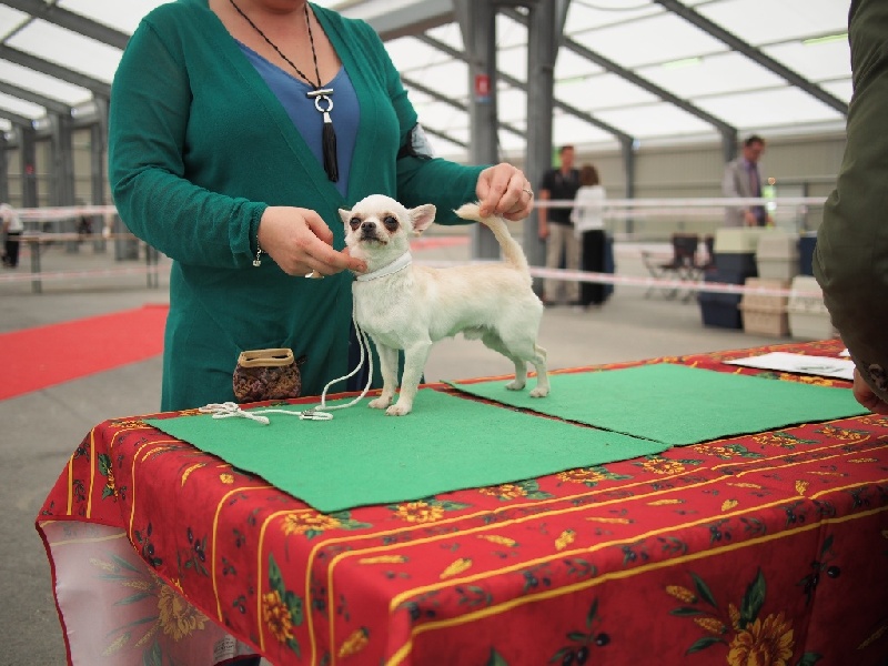 magic show Snow typhoon - 3-ème Excellent CLASSE JEUNE MALE