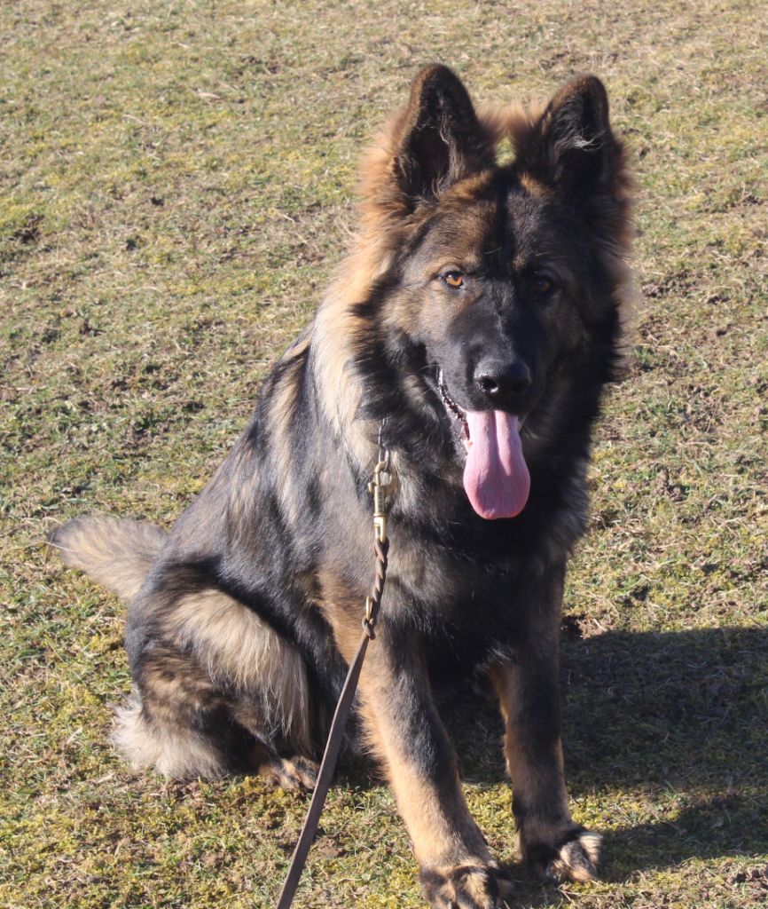 Vente De Chiot Berger Allemand à Dos Droit
