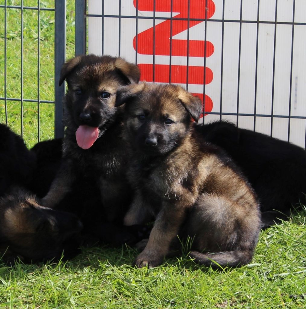 Vente De Chiot Berger Allemand à Dos Droit