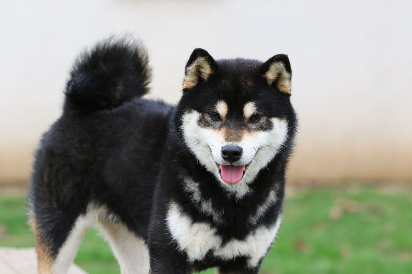 Taigen go ise chumaso