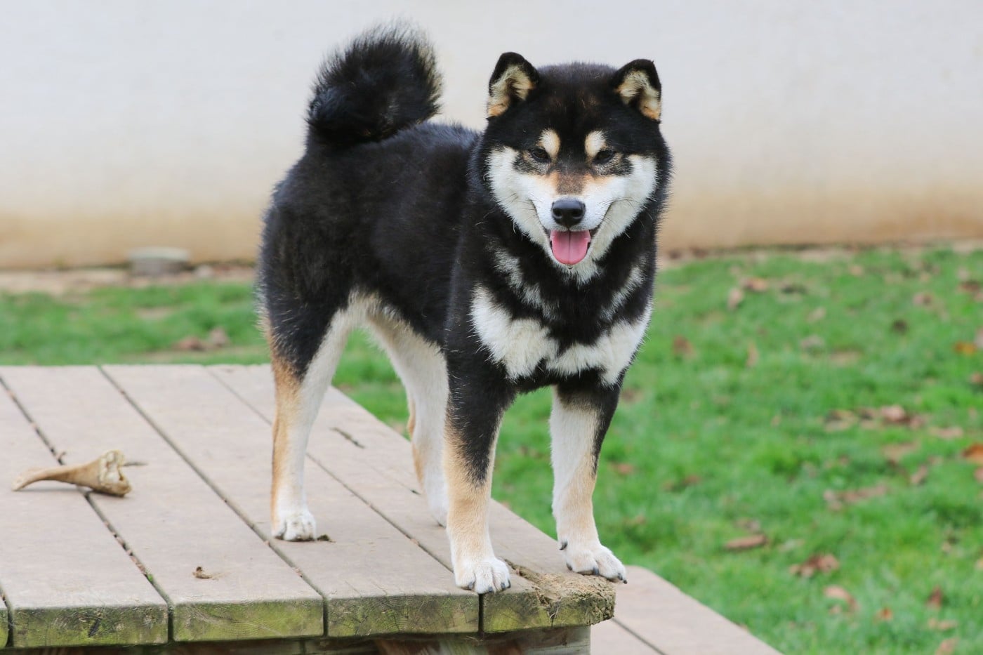 Taigen go ise chumaso