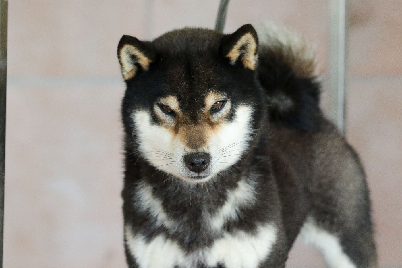 Itsumo-tarou Go shun'you kensha