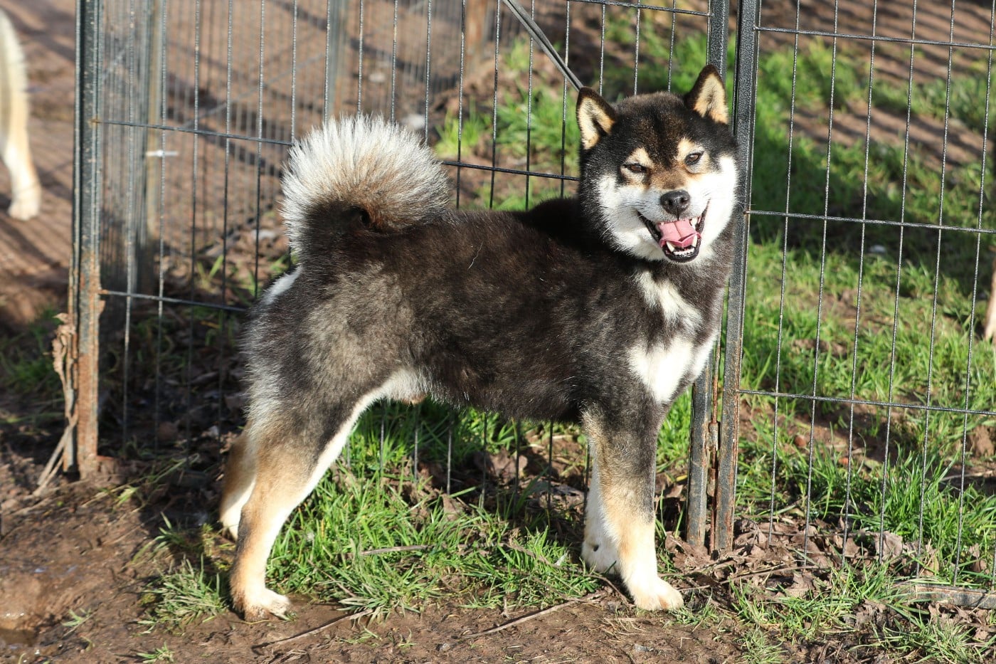 Itsumo-tarou Go shun'you kensha