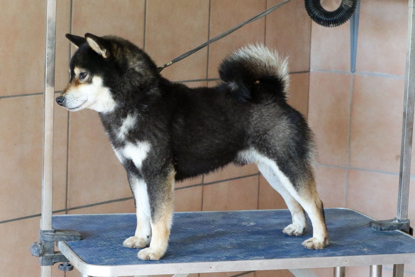 Itsumo-tarou Go shun'you kensha