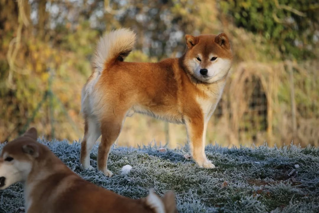 CH. terra astreya Motoya