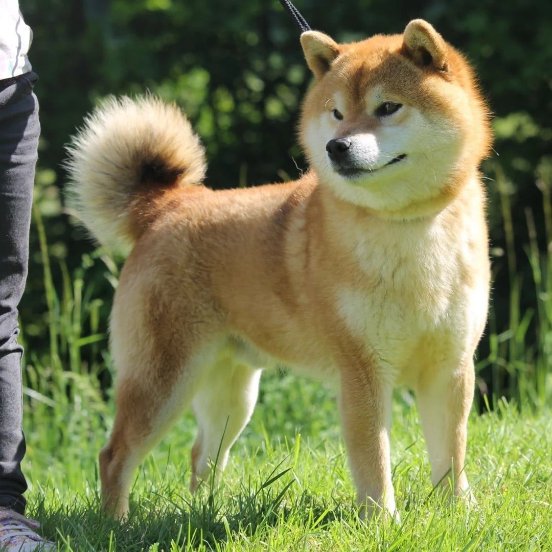 CH. terra astreya Motoya