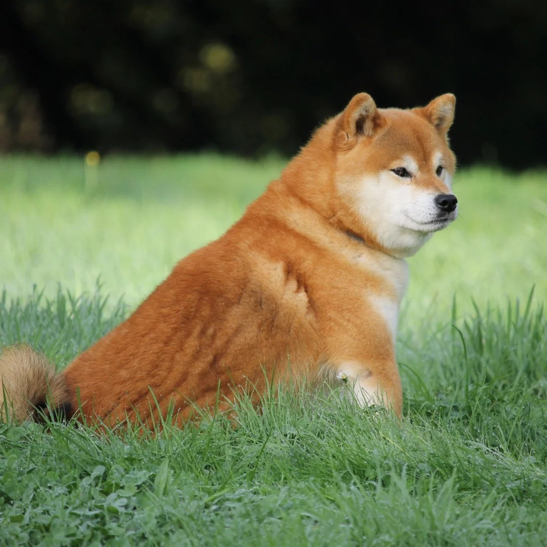 CH. terra astreya Motoya