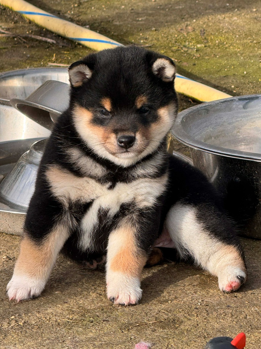 Femelle noir&feu - Shiba