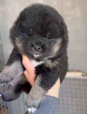 Femelle noir&feu - Shiba