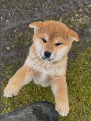Shiba