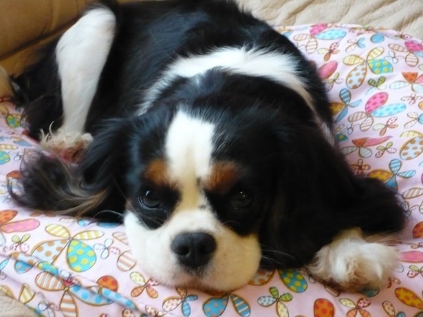 Publication : Des Terres D' Elsa