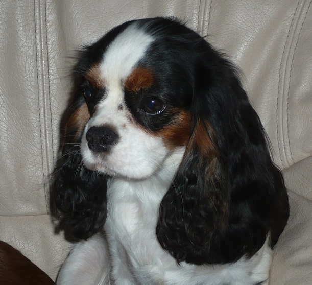 Publication : Des Terres D' Elsa