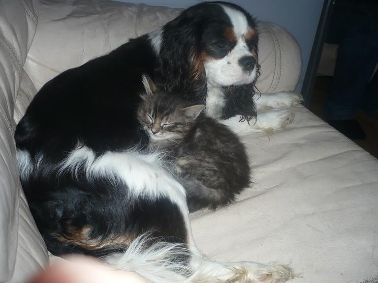 Publication : Des Terres D' Elsa