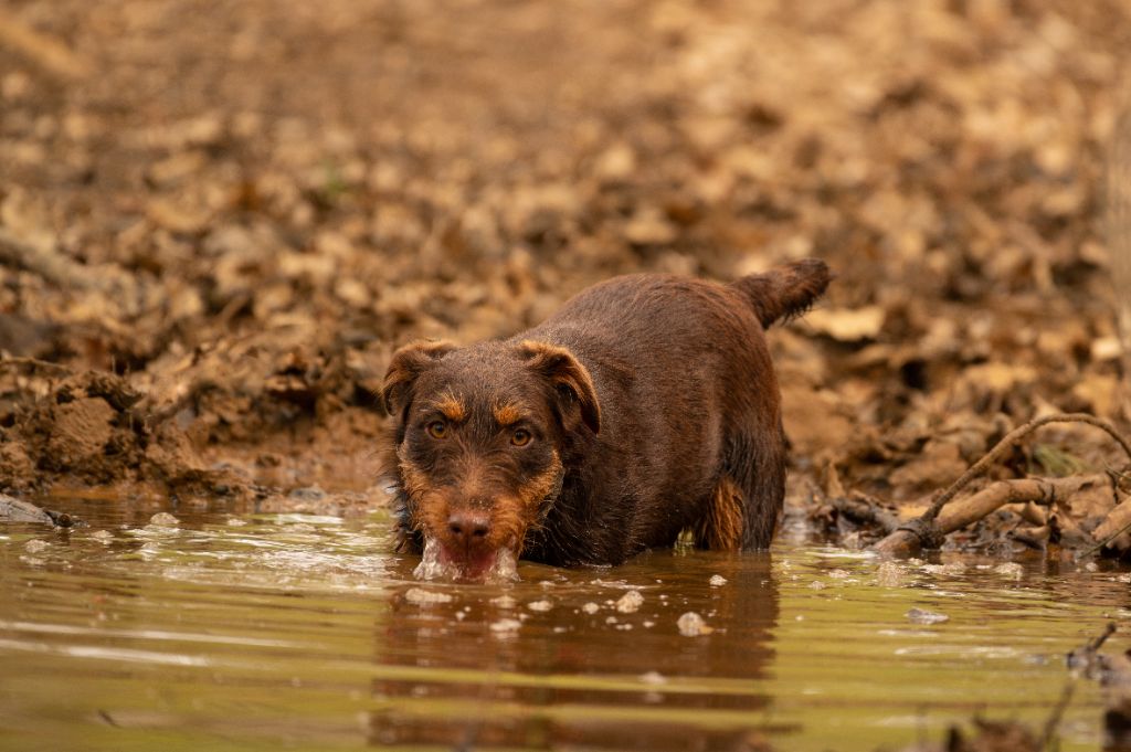 Tosca De La Maison De Paveroce