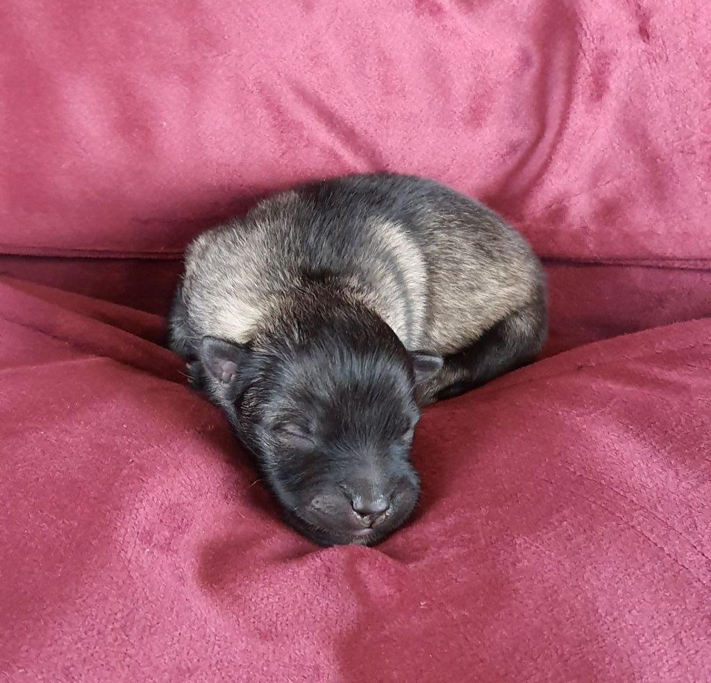 Good Choice's Select - Chiot disponible  - Spitz allemand