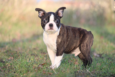 CHIOT - Boston Terrier