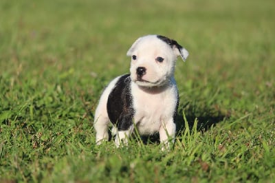 Teva - Staffordshire Bull Terrier