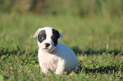 Texas - Staffordshire Bull Terrier