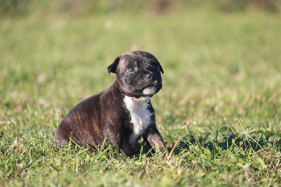 Tina - Staffordshire Bull Terrier