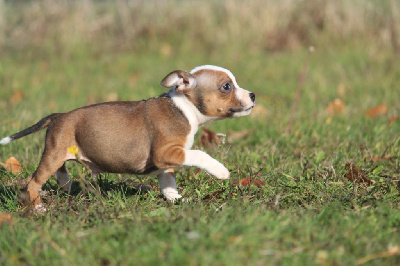 CHIOT 4 - Staffordshire Bull Terrier