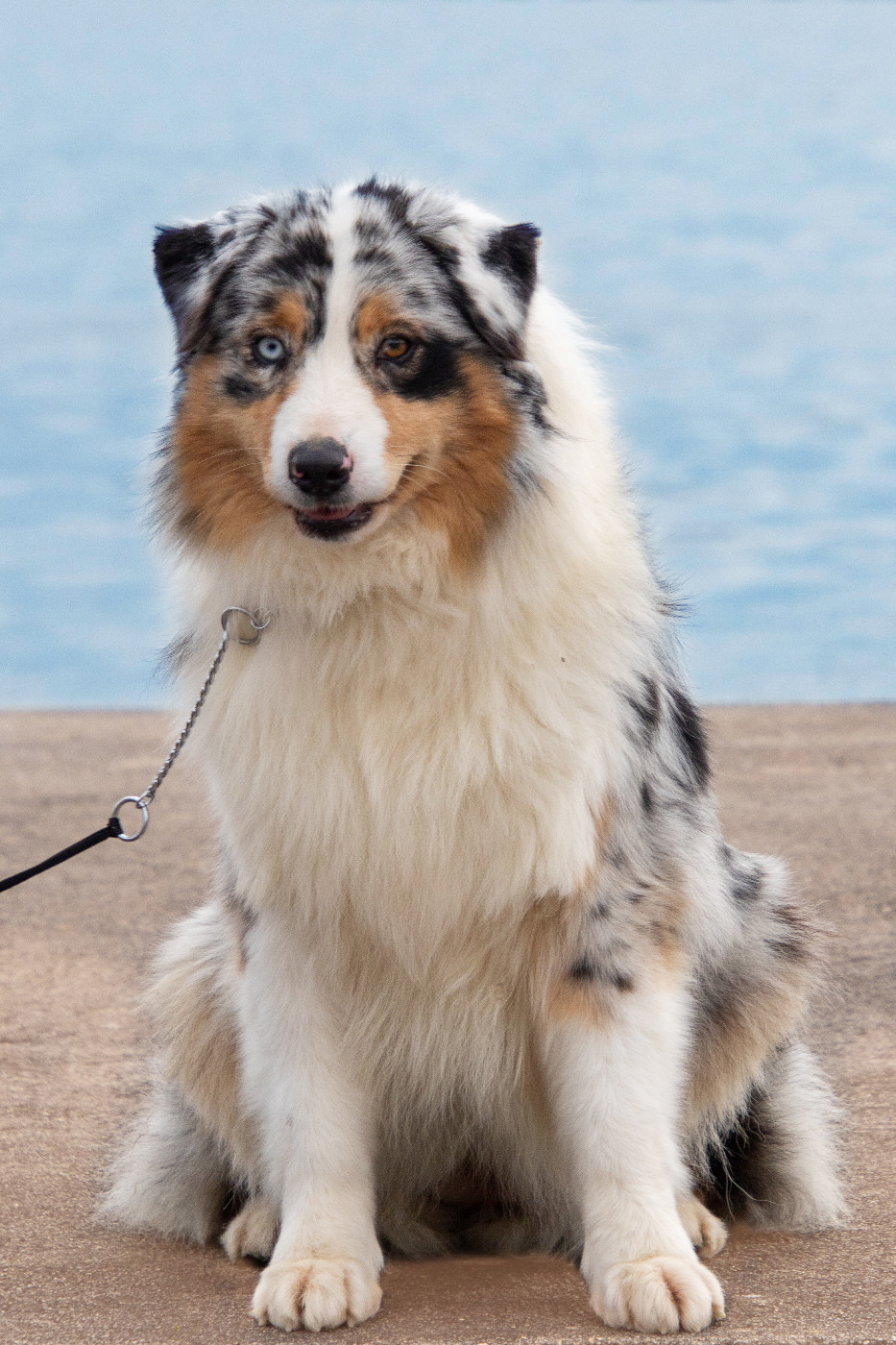 Umbrella academy des légendes de Maïka des Légendes de Maika