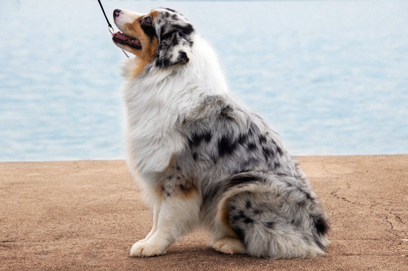 Umbrella academy des légendes de Maïka des Légendes de Maika