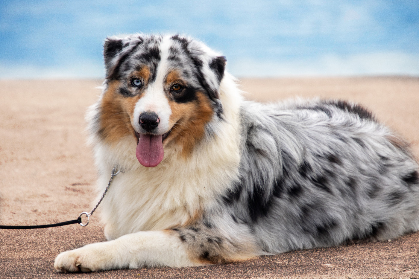 Umbrella academy des légendes de Maïka des Légendes de Maika