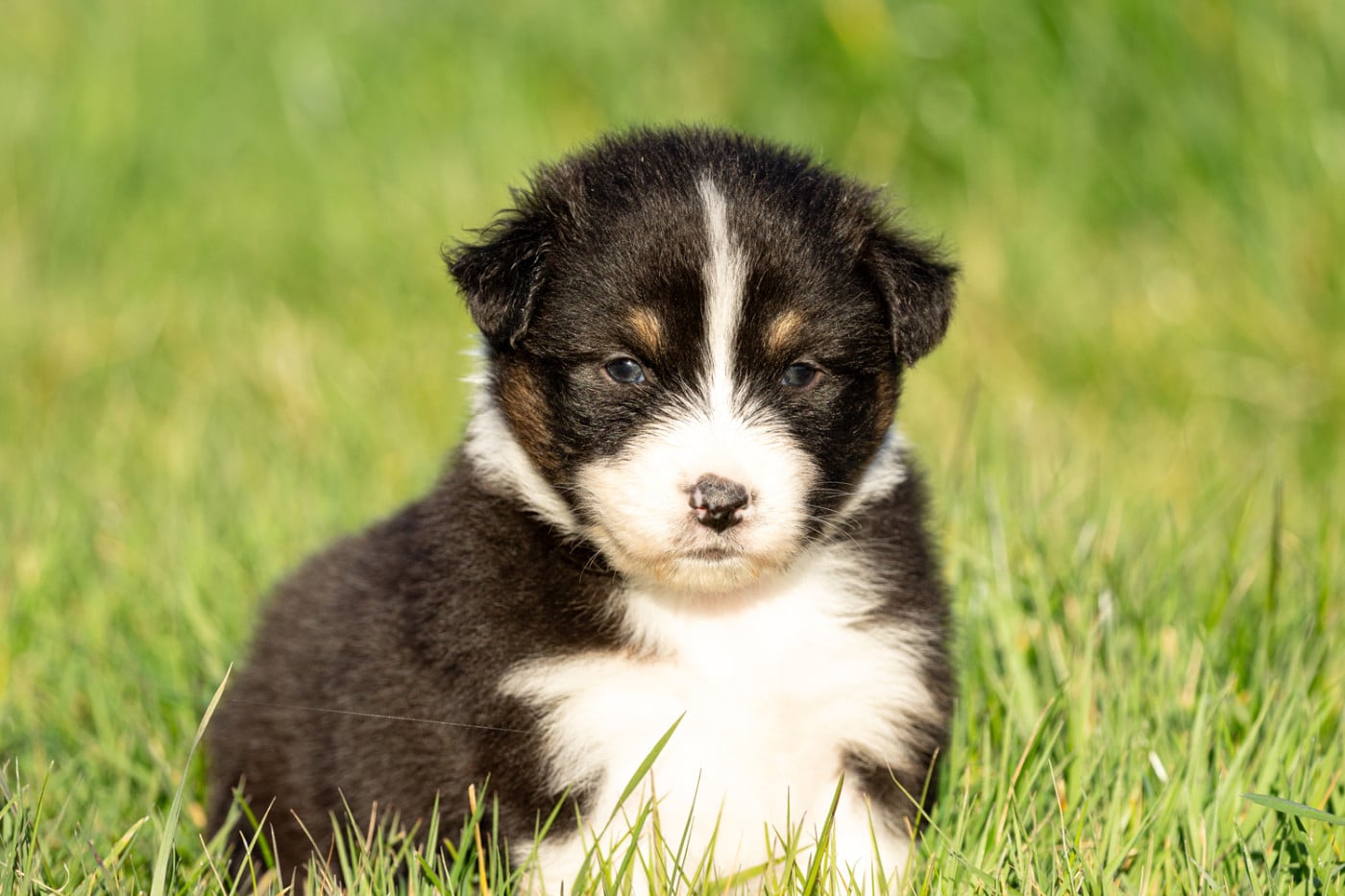 Berger Australien - des Légendes de Maika