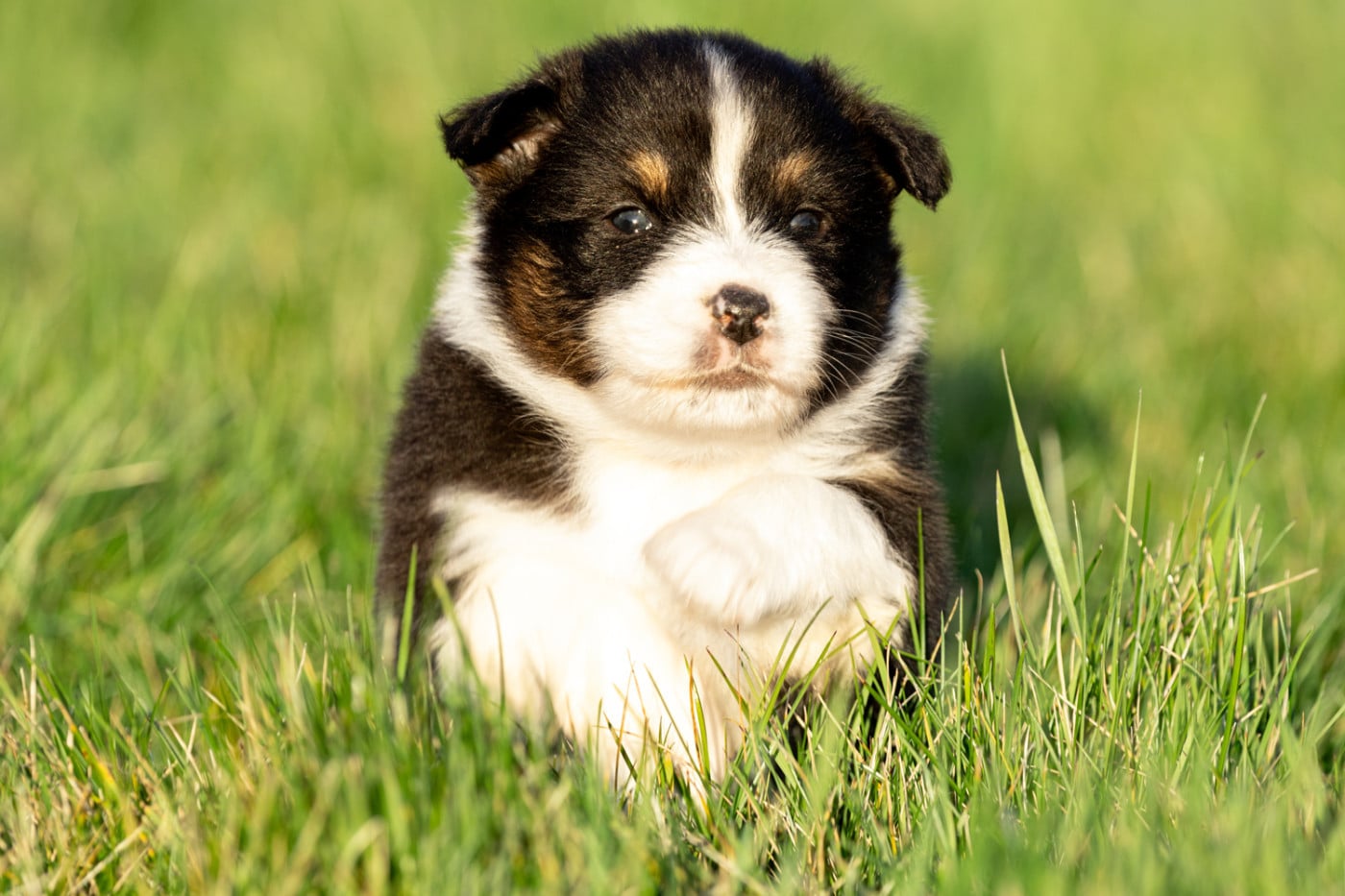 femelle noire tri queue longue