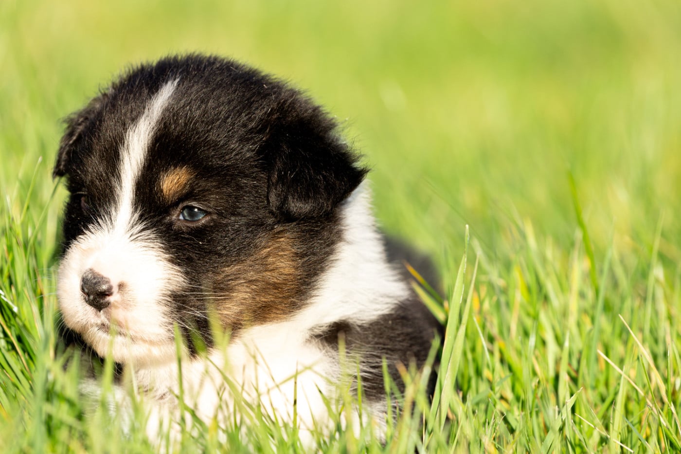 femelle noire tri queue longue