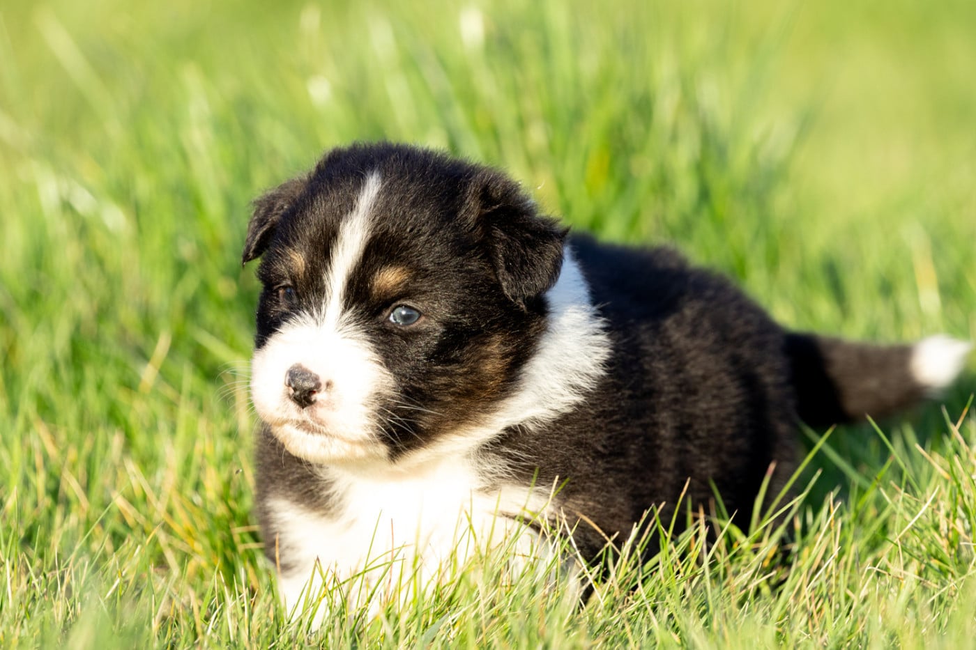 femelle noire tri queue longue