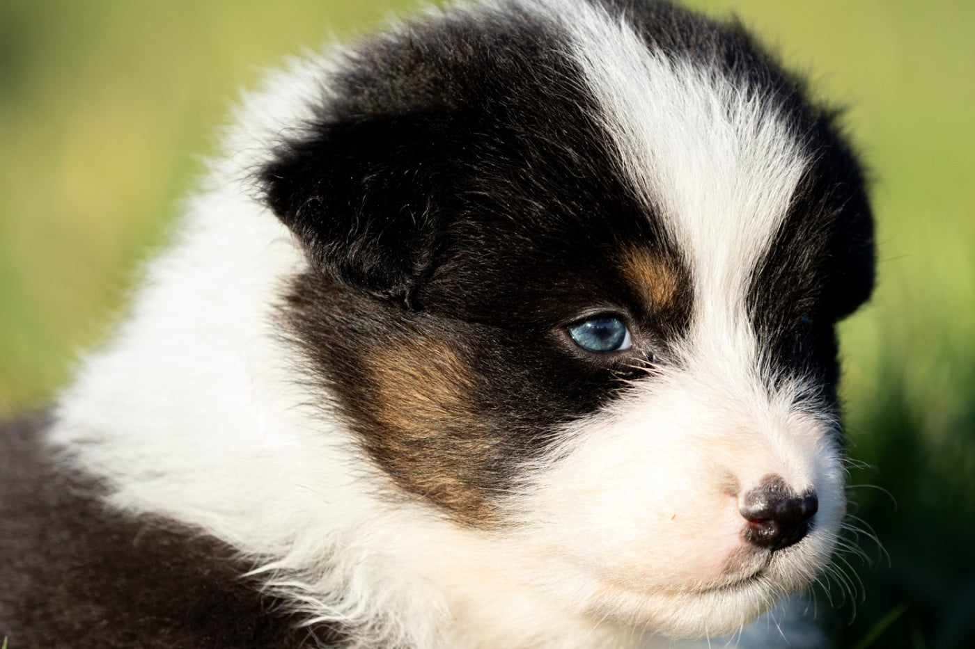 femelle noire tri queue longue