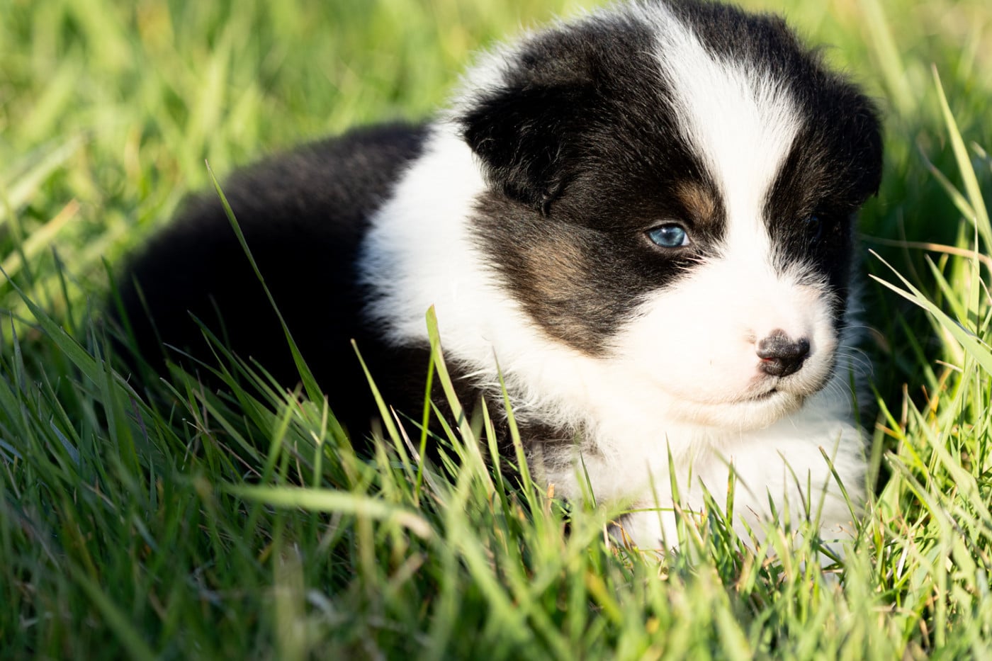 femelle noire tri queue longue