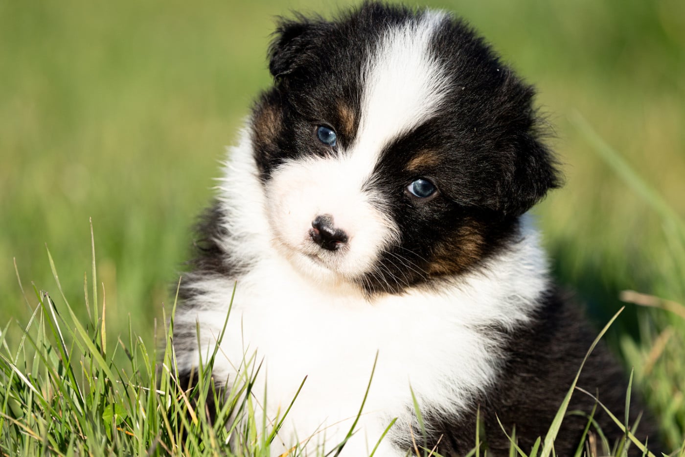 femelle noire tri queue longue