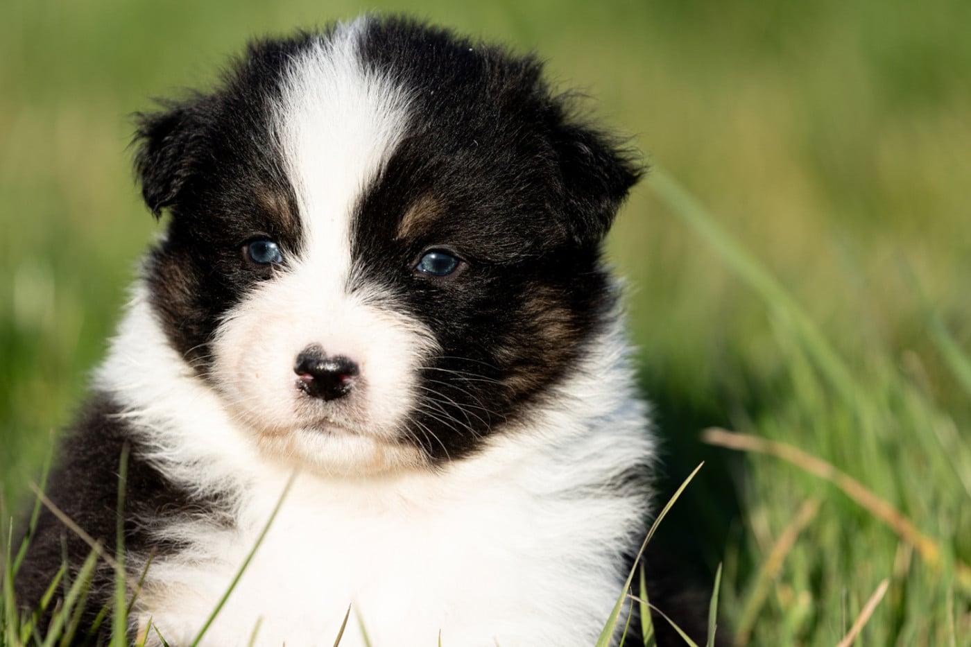 femelle noire tri queue longue