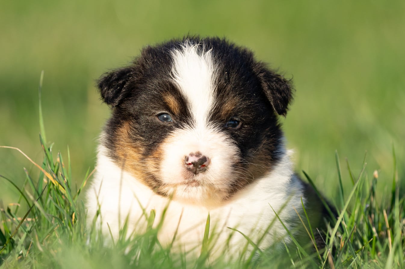 femelle noire tri queue courte