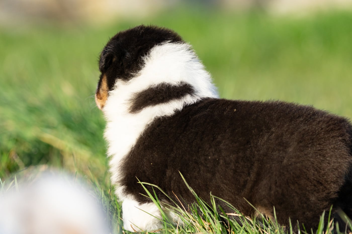 femelle noire tri queue courte