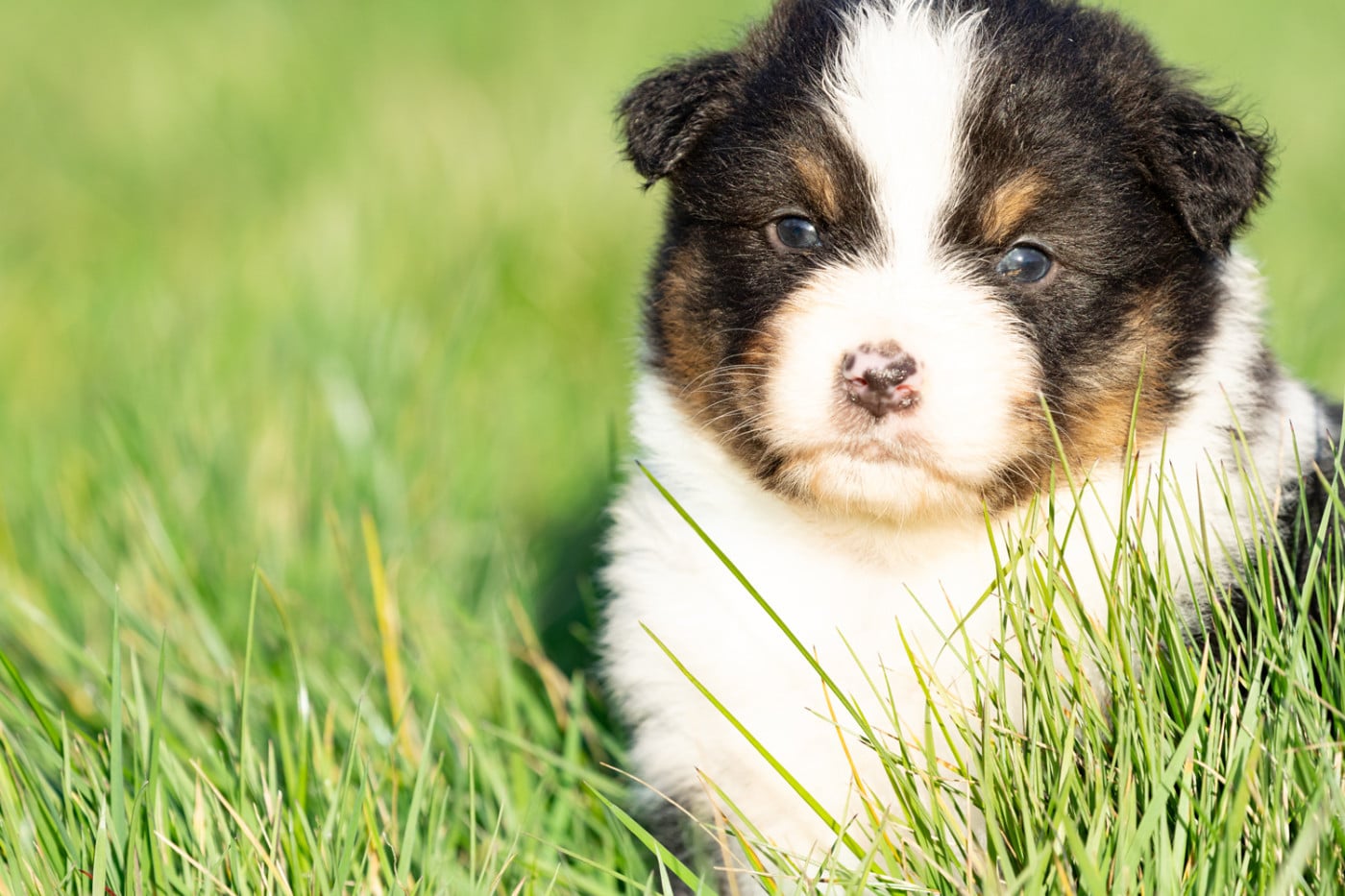 femelle noire tri queue courte