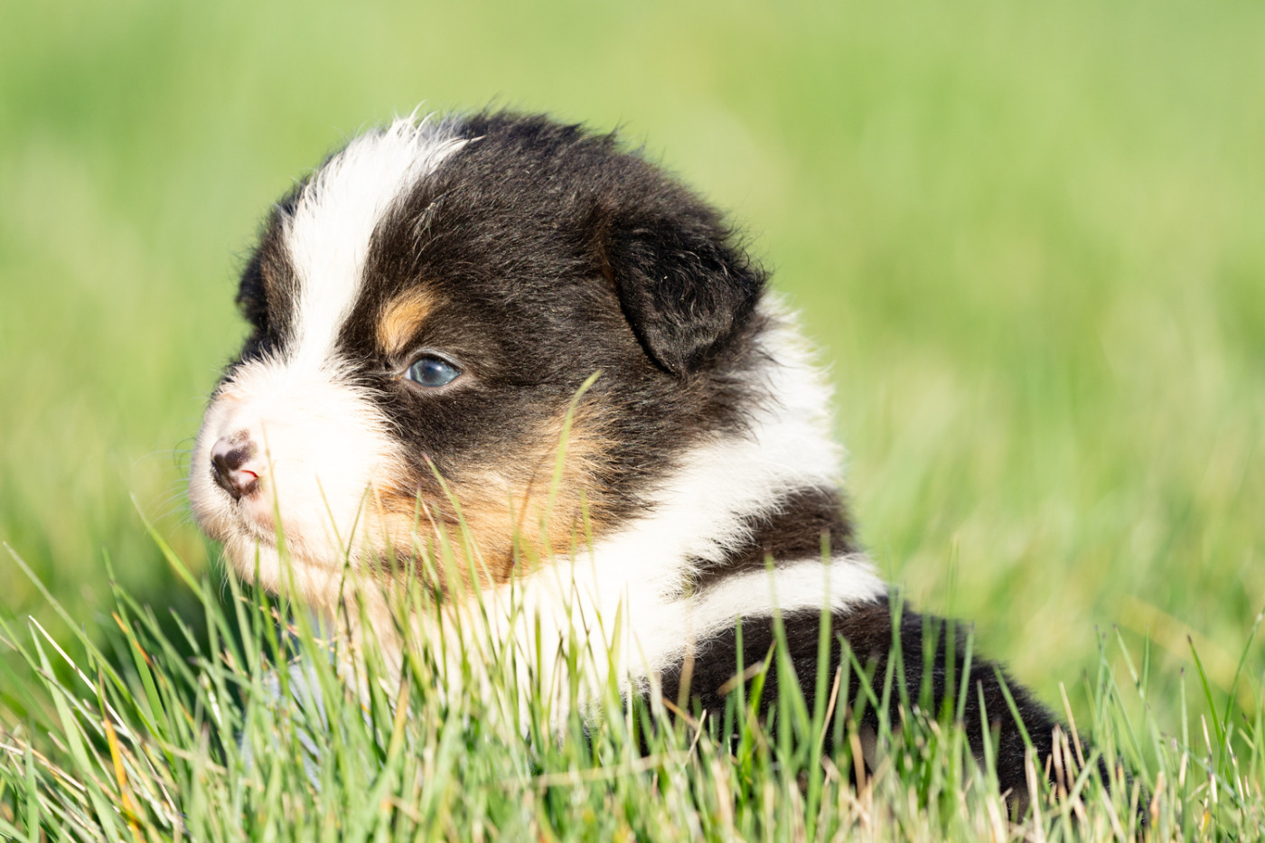 femelle noire tri queue courte