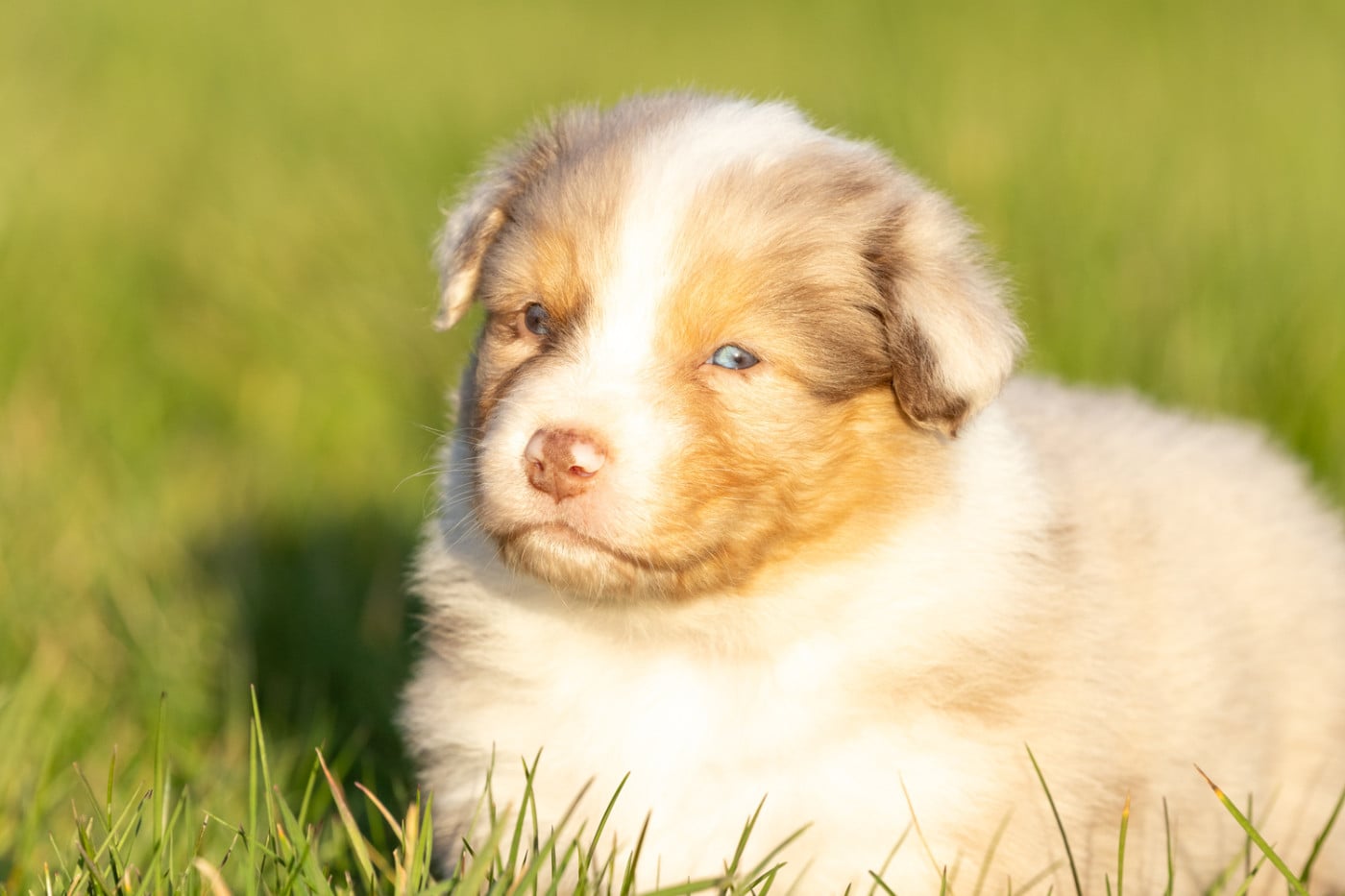 male rouge merle queue courte