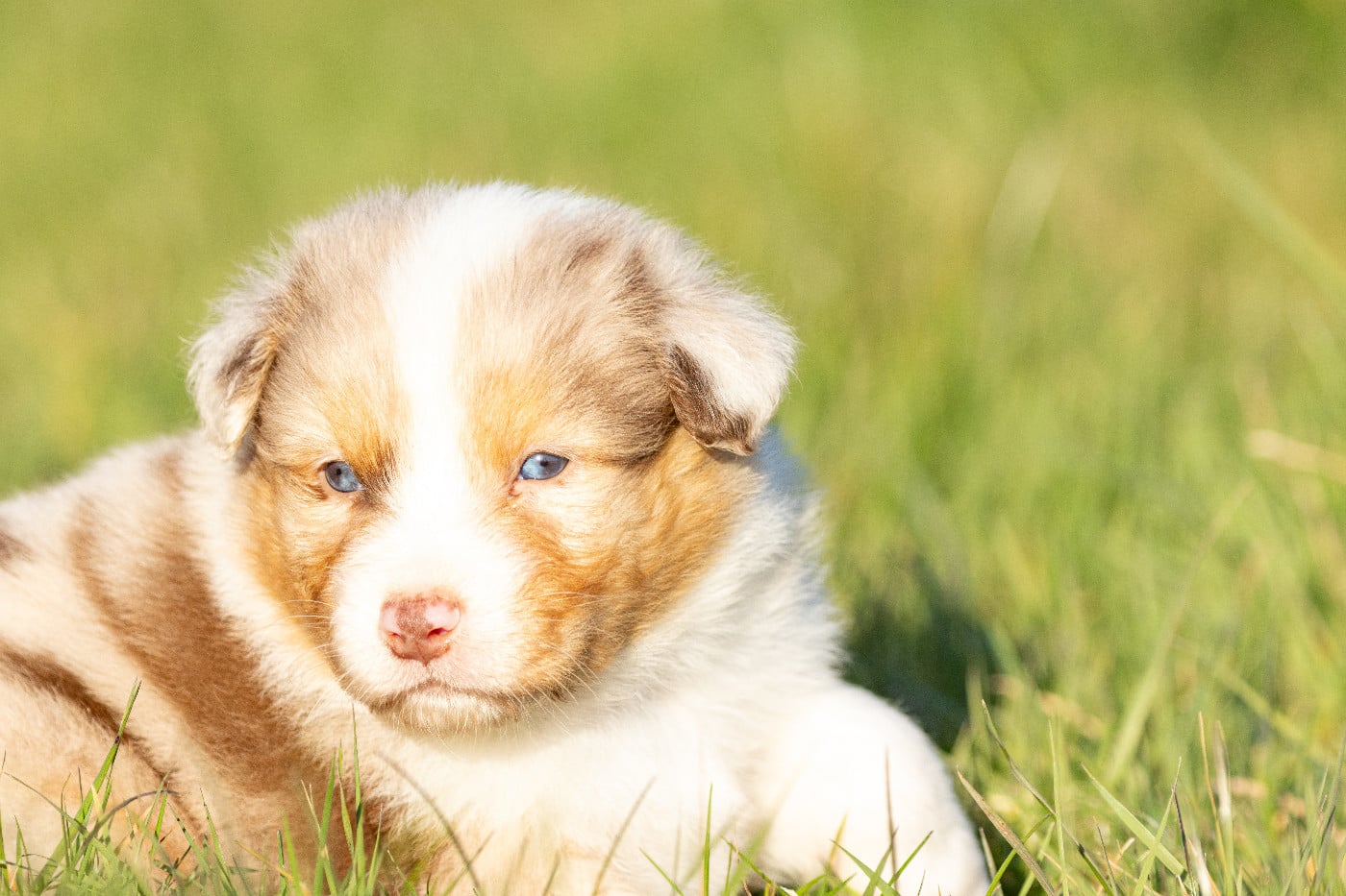 male rouge merle queue courte