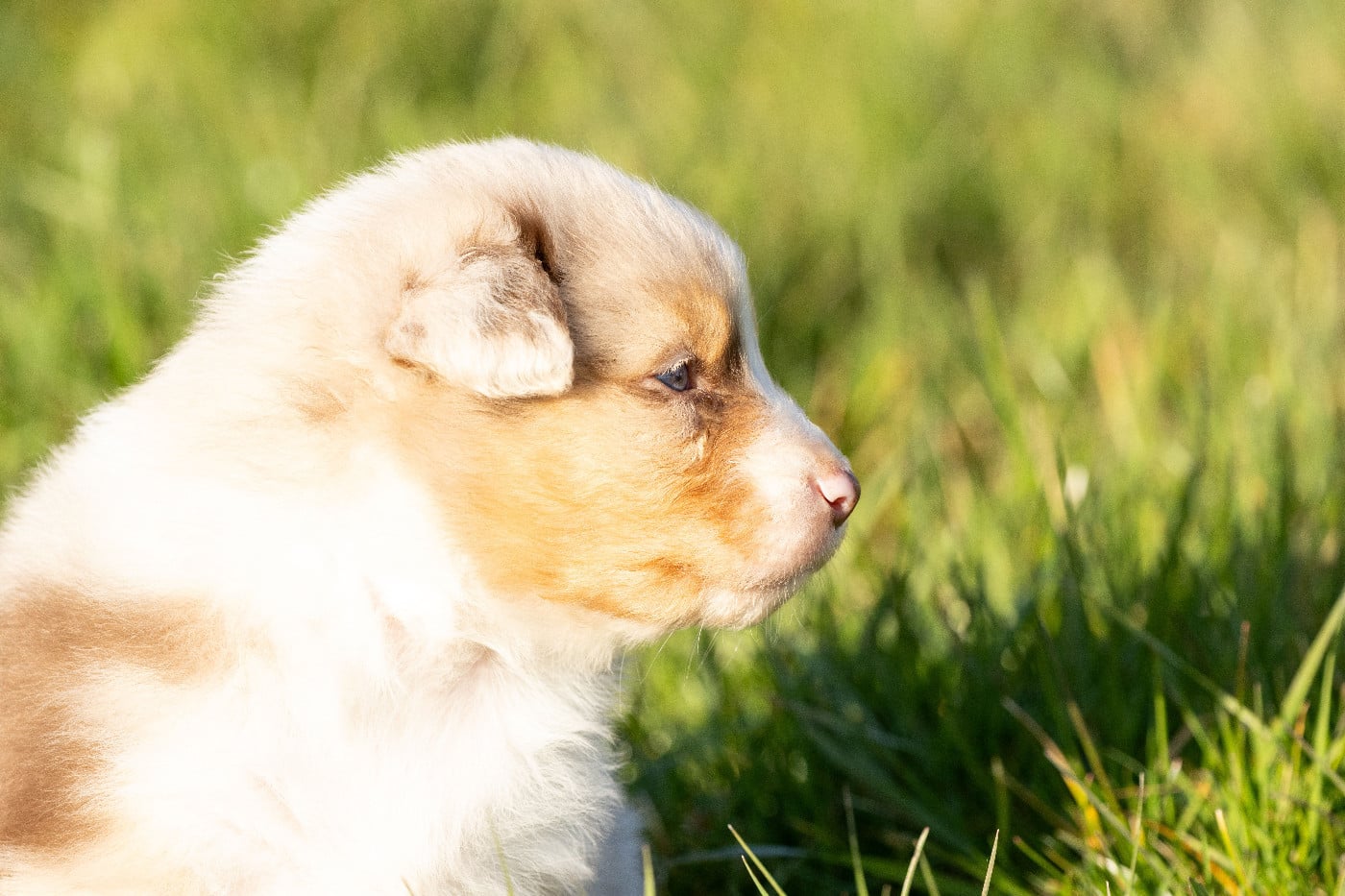 male rouge merle queue courte