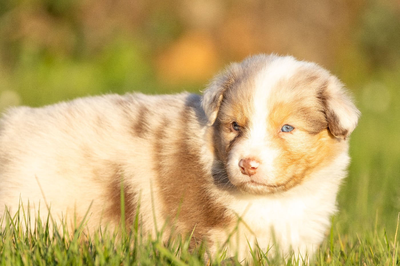 male rouge merle queue courte